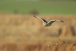 Flammeus: Short-eared Owl - in flight - hunting over rough