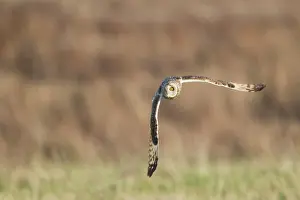 Flammeus: Short-eared Owl - in flight - hunting over rough