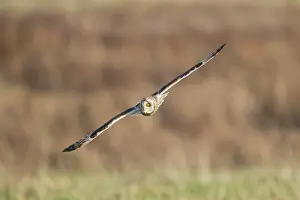 Flammeus: Short-eared Owl - in flight - hunting over rough