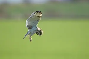 Flammeus: Short-eared Owl - in flight - hunting over rough