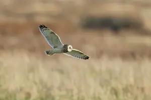 Flammeus: Short-eared Owl - in flight - hunting over rough