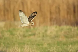 Flammeus: Short-eared Owl - in flight - hunting over rough