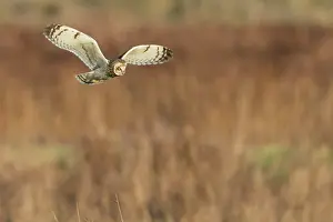 Flammeus: Short-eared Owl - in flight - hunting over rough