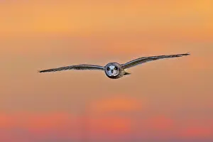 Prairie: Short-eared owl flying at sunset, Marion County, Illinois