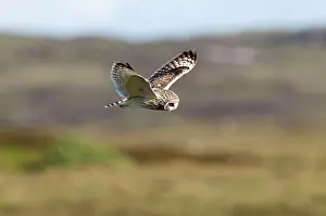 Uist: Short-eared Owl - hovering over moorland