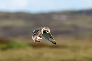 Uist: Short-eared Owl - hovering over moorland