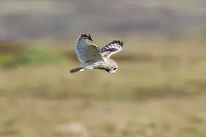Uist: Short-eared Owl - hovering over moorland