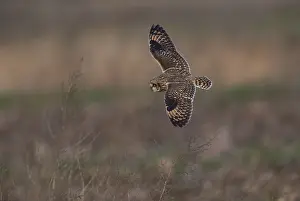 150617: Short-eared Owl hunting over fallow field in winter