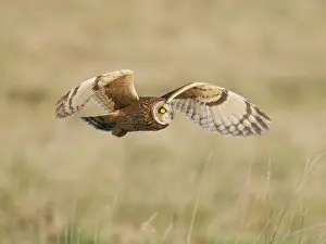 Hunt: Short Eared Owl hunting over marshland Asio flammeus