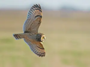 Hunt: Short Eared Owl hunting over marshland Asio flammeus