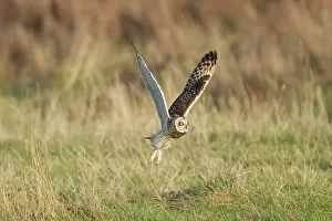 Flammeus: Short-eared Owl - hunting over rough grassland in winter