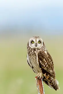 Mission: Short eared owl at Ninepipe WMA near Ronan