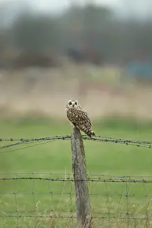 Flammeus: Short-eared Owl - perched on fence post - March