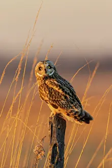 Post: Short-eared owl perched on fence post, Prairie Ridge