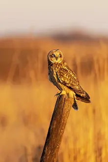 Daybreak Imagery: Short-eared owl perched on fence post Prairie Ridge State