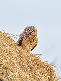 Geoff Du Feu: Short-eared owl - perched on hatstack