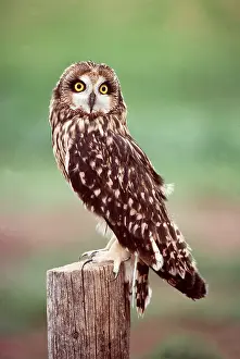 Posts: SHORT-EARED OWL - perched on post