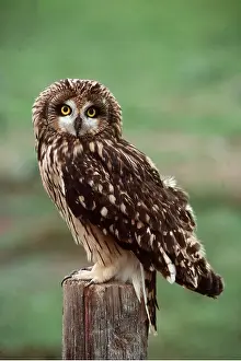 Posts: SHORT-EARED OWL - perched on post