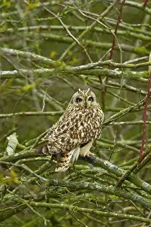 Flammeus: Short-eared Owl - perched in roost - March