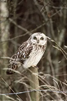 Posts: SHORT-EARED OWL - perching on fence post