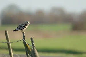 Flammeus: Short-eared Owl - on post
