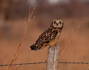 Post: Short eared owl resting on fence post