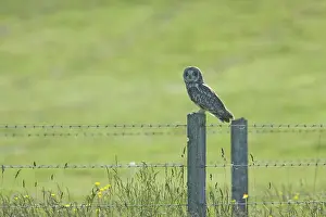 Flammeus: Short-eared Owl - Resting on post during the day
