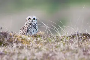 David Kilbey: Short-eared owl - Single adult perching on moorland
