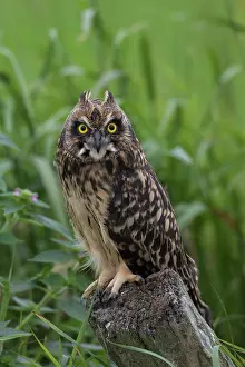 251119: Short-eared Owl - young owl perhed on a post - Germany