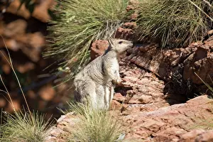 Petrogale: Short-eared Rock Wallaby