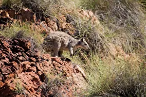 Petrogale: Short-eared Rock Wallaby