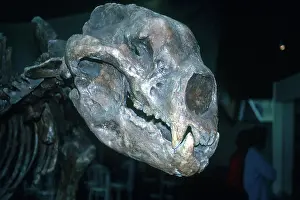 Quaternary: Short-faced Bear