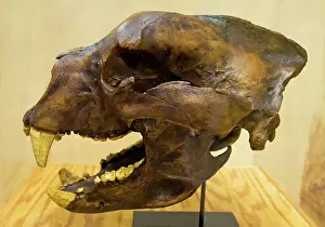 Megafauna: Short Faced Bear Skull