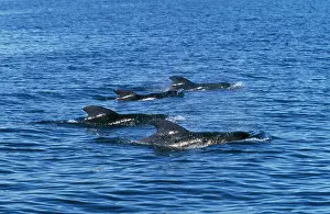 Globicephala: Short-finned Pilot Whale