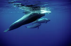 Globicephala: Short-finned Pilot Whale - Pod, carrying and guarding