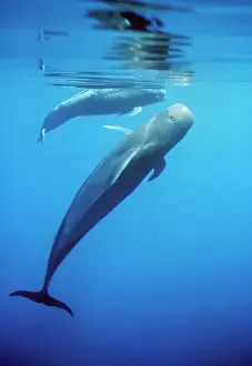 Globicephala: Short-finned PILOT WHALE - two, one 'uprightI with