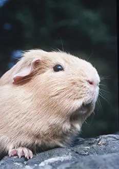Pigs: SHORT-HAIRED GUINEA PIG