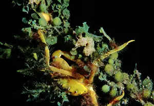 Decorator: Short-head seahorse with a Decorator or Spider