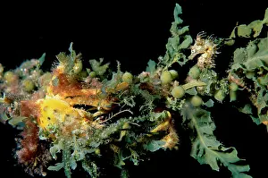 Decorator: Short-head seahorse with a Decorator or Spider