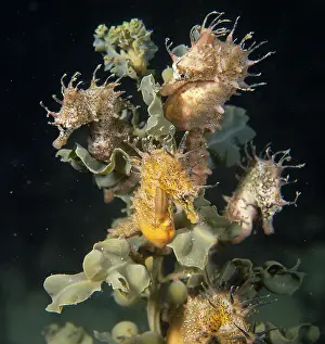 Auscape International: Short head seahorse - group on seaweed