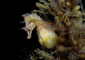 Auscape International: Short-head seahorse - pregnant male