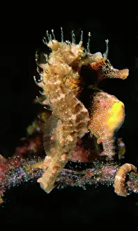 Breviceps: Short-head Seahorses - pair