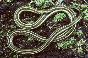 Thamnophis: Short-headed Garter Snake