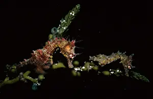 Breviceps: Short-headed Seahorses - courting pair (male on left)