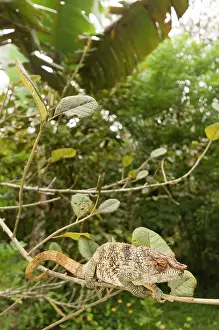 Calumma: Short-horned Chameleon