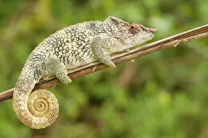 Calumma: Short-horned Chameleon