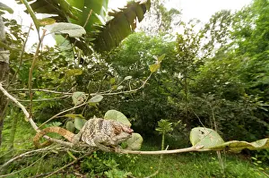Calumma: Short-horned Chameleon