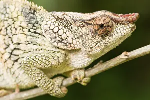 Calumma: Short-horned Chameleon