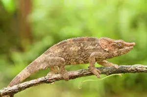 Calumma: Short-horned Chameleon