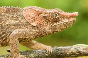Calumma: Short-horned Chameleon